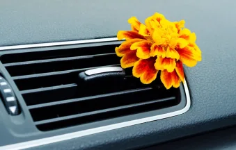 Різноманіття автомобільних парфумів і ароматизаторів